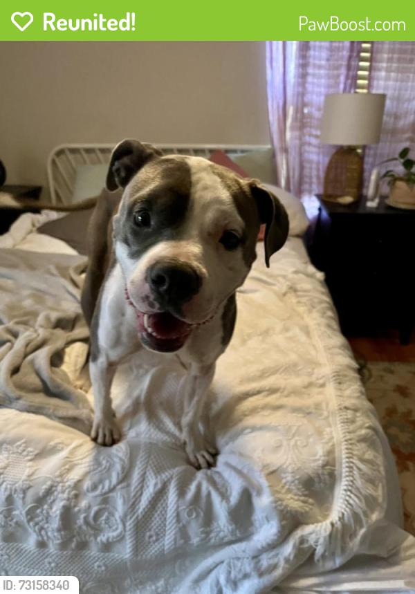 Reunited Female Dog last seen 55th and Paseo, Kansas City, MO 64110