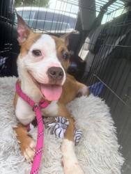Shelter Stray Female Dog last seen N Hairston Rd, 30083, GA, 3280 Chamblee Dunwoody Rd, Chamblee, GA 30341, USA