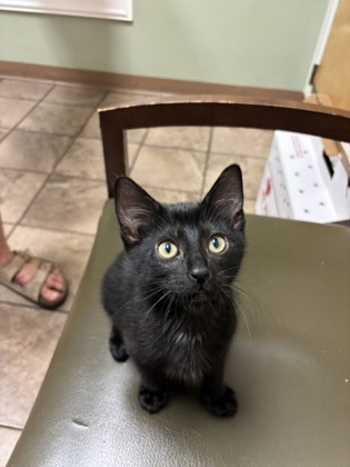 Shelter Stray Male Cat last seen Rebecca Way Lithonia, GA 30058, 30058, GA, 3280 Chamblee Dunwoody Rd, Chamblee, GA 30341, USA
