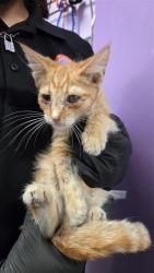 Shelter Stray Male Cat last seen Near Sun Valley Drive, CITY of El Paso, TX, 5001 Fred Wilson Ave, El Paso, TX 79906, USA