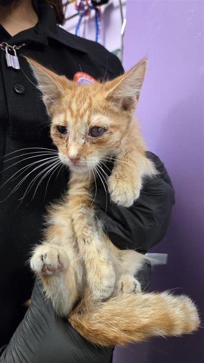 Shelter Stray Male Cat last seen Near Sun Valley Drive, CITY of El Paso, TX, 5001 Fred Wilson Ave, El Paso, TX 79906, USA