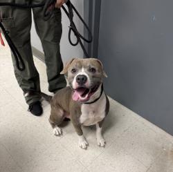 Shelter Stray Male Dog last seen , Gulfport, MS, 2615 25th Ave, Gulfport, MS 39501, USA