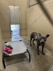 Shelter Stray Male Dog last seen Near State Road, Berkeley County, SC, 2455 Remount Rd, North Charleston, SC 29406, USA