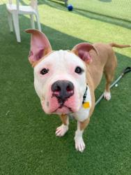 Shelter Stray Male Dog last seen Near Reyburn, 5th District, OH, 9203 Detroit Ave, Cleveland, OH 44102, USA