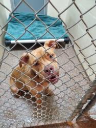 Shelter Stray Male Dog last seen Near Rivers Avenue Stay Express Inn, North Charleston, SC, 2455 Remount Rd, North Charleston, SC 29406, USA