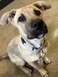 Shelter Stray Male Dog last seen Near W 69, 2nd District, OH, 9203 Detroit Ave, Cleveland, OH 44102, USA