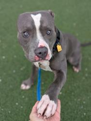 Shelter Stray Male Dog last seen , , OH, 9203 Detroit Ave, Cleveland, OH 44102, USA
