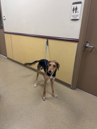 Shelter Stray Male Dog last seen Near / Off Fuel City, Duncanville, TX, 1150 E Pleasant Run Rd, Cedar Hill, TX 75104, USA