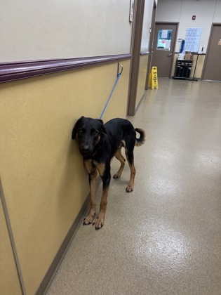 Shelter Stray Male Dog last seen Near / Off Fuel City, Duncanville, TX, 1150 E Pleasant Run Rd, Cedar Hill, TX 75104, USA