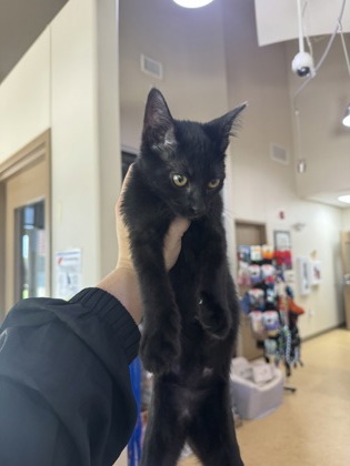 Shelter Stray Male Cat last seen Ski Dr., Duncanville, TX, 1150 E Pleasant Run Rd, Cedar Hill, TX 75104, USA