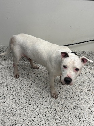 Shelter Stray Male Dog last seen Near Fulton industrial blvd, Atlanta, GA, 1251 Fulton Industrial Blvd NW, Atlanta, GA 30336, USA