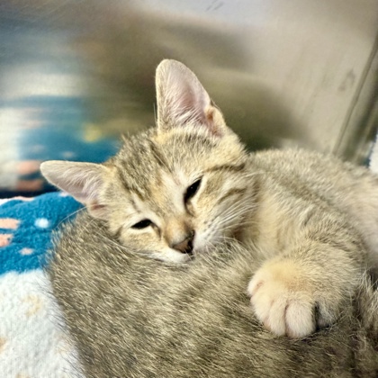 Shelter Stray Female Cat last seen N Star & Schadel Rd, Cottage Grove, Town of, WI, 5132 Voges Rd, Madison, WI 53718, USA