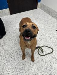 Shelter Stray Female Dog last seen Near Naturally Fresh Blvd, College Park, GA, 1251 Fulton Industrial Blvd NW, Atlanta, GA 30336, USA
