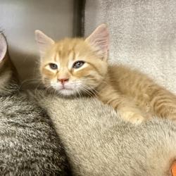 Shelter Stray Male Cat last seen N Star & Schadel Rd, Cottage Grove, Town of, WI, 5132 Voges Rd, Madison, WI 53718, USA
