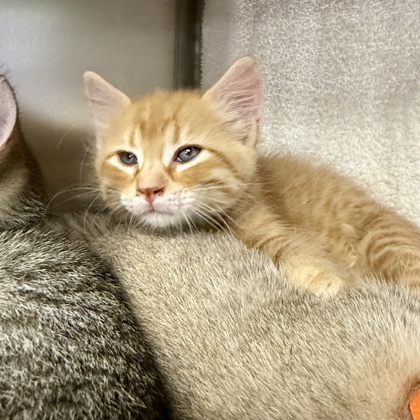 Shelter Stray Male Cat last seen N Star & Schadel Rd, Cottage Grove, Town of, WI, 5132 Voges Rd, Madison, WI 53718, USA