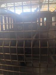 Shelter Stray Female Cat last seen Near Sims St, Hapeville, GA, 1251 Fulton Industrial Blvd NW, Atlanta, GA 30336, USA