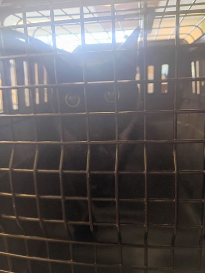 Shelter Stray Female Cat last seen Near Sims St, Hapeville, GA, 1251 Fulton Industrial Blvd NW, Atlanta, GA 30336, USA