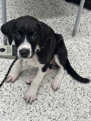 Shelter Stray Male Dog last seen Near Plantation Bridge Dr, Johns Creek,, 1251 Fulton Industrial Blvd NW, Atlanta, GA 30336, USA