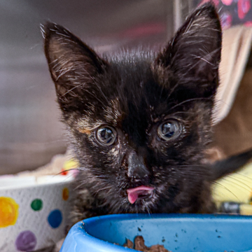 Shelter Stray Female Cat last seen Near Block of Blue Mounds St, Mt. Horeb, Village of, WI, 5132 Voges Rd, Madison, WI 53718, USA