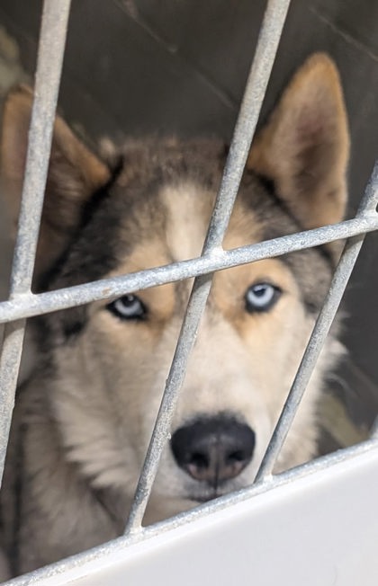 Shelter Stray Male Dog last seen Near TR RD 60 (ISLETA ACO), Isleta,, 1209 NM-314, Los Lunas, NM 87031, USA