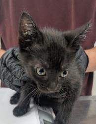 Shelter Stray Male Cat last seen , , NM, 1209 NM-314, Los Lunas, NM 87031, USA