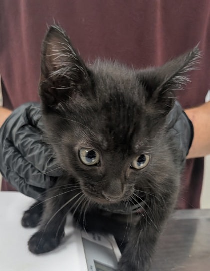 Shelter Stray Male Cat last seen , , NM, 1209 NM-314, Los Lunas, NM 87031, USA