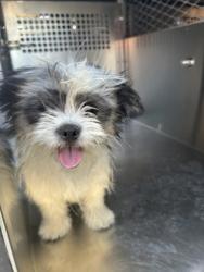 Shelter Stray Female Dog last seen , , TX, 355 Hillshire Dr, Haslet, TX 76052, USA