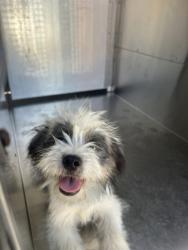 Shelter Stray Female Dog last seen , , TX, 355 Hillshire Dr, Haslet, TX 76052, USA