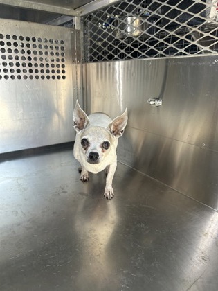 Shelter Stray Female Dog last seen , , TX, 355 Hillshire Dr, Haslet, TX 76052, USA