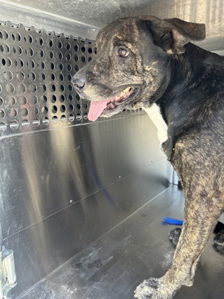 Shelter Stray Female Dog last seen Near E LOOP 820 S, East District, TX, 355 Hillshire Dr, Haslet, TX 76052, USA