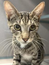 Shelter Stray Female Cat last seen , , TX, 355 Hillshire Dr, Haslet, TX 76052, USA