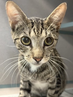 Shelter Stray Female Cat last seen , , TX, 355 Hillshire Dr, Haslet, TX 76052, USA