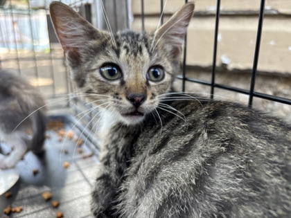 Shelter Stray Female Cat last seen Near RYAN AVE, South District, TX, 355 Hillshire Dr, Haslet, TX 76052, USA