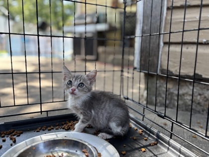 Shelter Stray Female Cat last seen Near RYAN AVE, South District, TX, 355 Hillshire Dr, Haslet, TX 76052, USA
