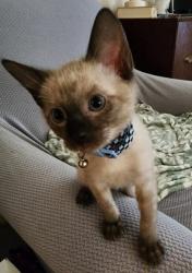 Shelter Stray Male Cat last seen Near w Dan Ronquillo Dr, FHAS (On Site), CA, 1510 W Dan Ronquillo Dr, Fresno, CA 93706, USA