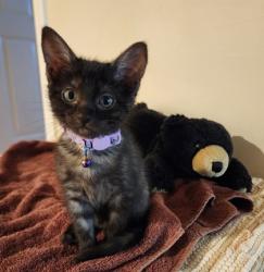 Shelter Stray Female Cat last seen Near w Dan Ronquillo Dr, FHAS (On Site), CA, 1510 W Dan Ronquillo Dr, Fresno, CA 93706, USA
