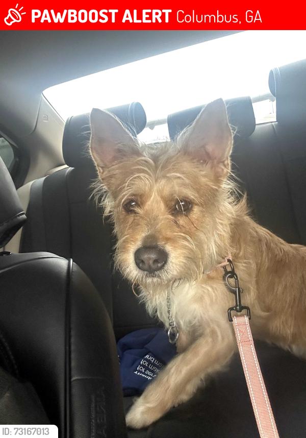 Lost Female Dog last seen Gardiner dr, Columbus, GA 31907