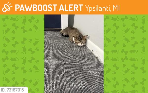 Found/Stray Unknown Cat last seen The Pines of Cloverlane, Ypsilanti, MI 48197