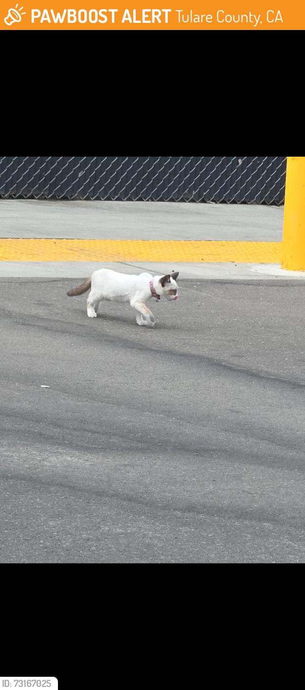 Found/Stray Male Cat last seen Venmo's and pinkom, Tulare County, CA 93223