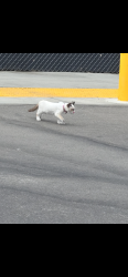 Found/Stray Male Cat last seen Venmo's and pinkom, Tulare County, CA 93223