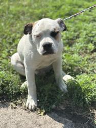 Found/Stray Unknown Dog last seen Gary Animal Control, Gary, IN 46402