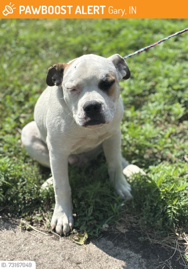 Found/Stray Unknown Dog last seen Gary Animal Control, Gary, IN 46402