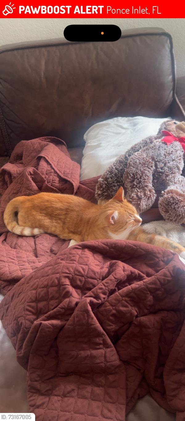 Lost Male Cat last seen Ponce Inlet Reserve, on the trail, Ponce Inlet, FL 32127