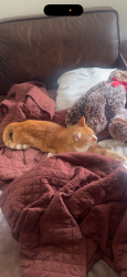 Lost Male Cat last seen Ponce Inlet Reserve, on the trail, Ponce Inlet, FL 32127
