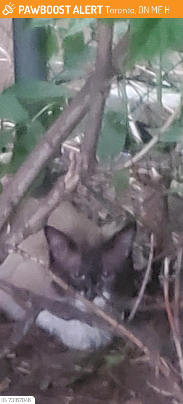 Found/Stray Male Cat last seen Woodbine and Kingston Road, Toronto, ON M4E 2H6
