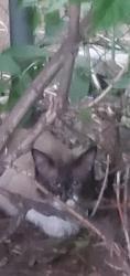 Found/Stray Male Cat last seen Woodbine and Kingston Road, Toronto, ON M4E 2H6