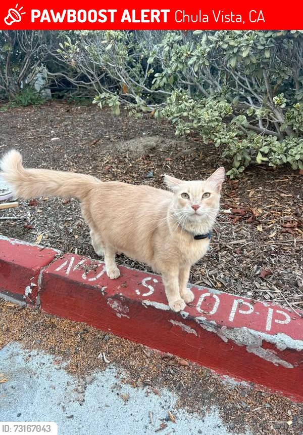 Lost Male Cat last seen Eastlake Pkwy. And Trinidad Cove, Chula Vista, CA 91915