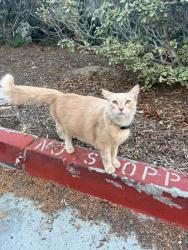 Lost Male Cat last seen Eastlake Pkwy. And Trinidad Cove, Chula Vista, CA 91915