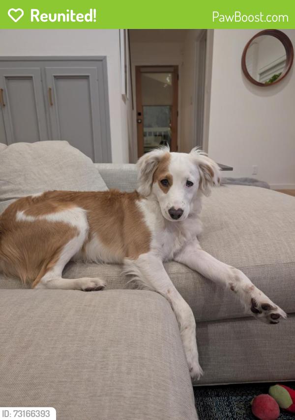 Reunited Male Dog last seen Ames and Tracy, Los Angeles, CA 90027
