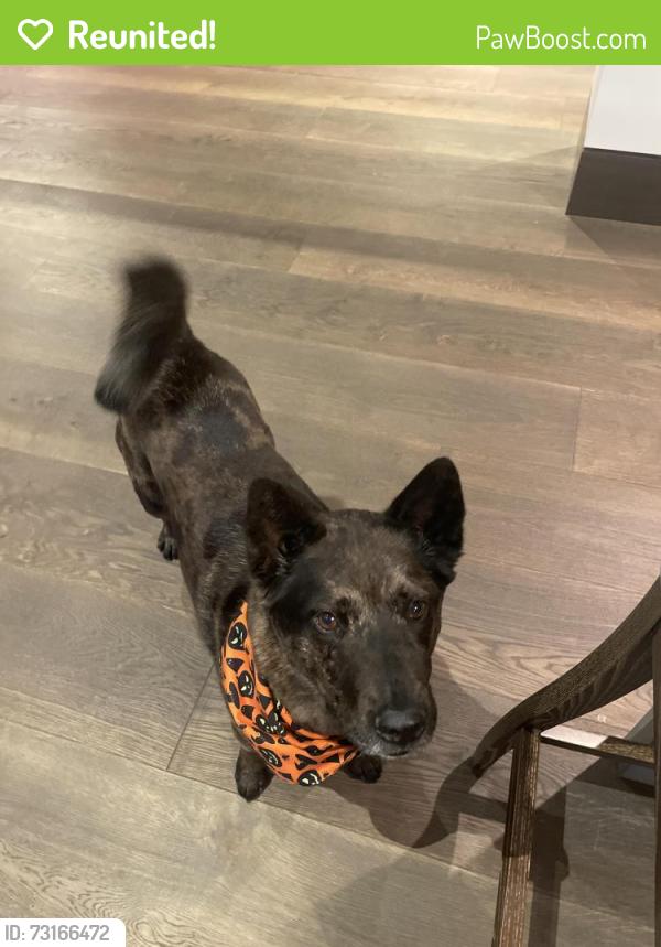 Reunited Female Dog last seen Cottonwood Lane, Holladay, UT 84117
